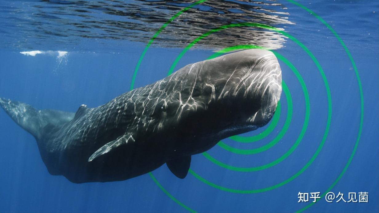 宁波搁浅抹香鲸被救，7艘船、20多小时，如此困难为何一定要救？ - 知乎