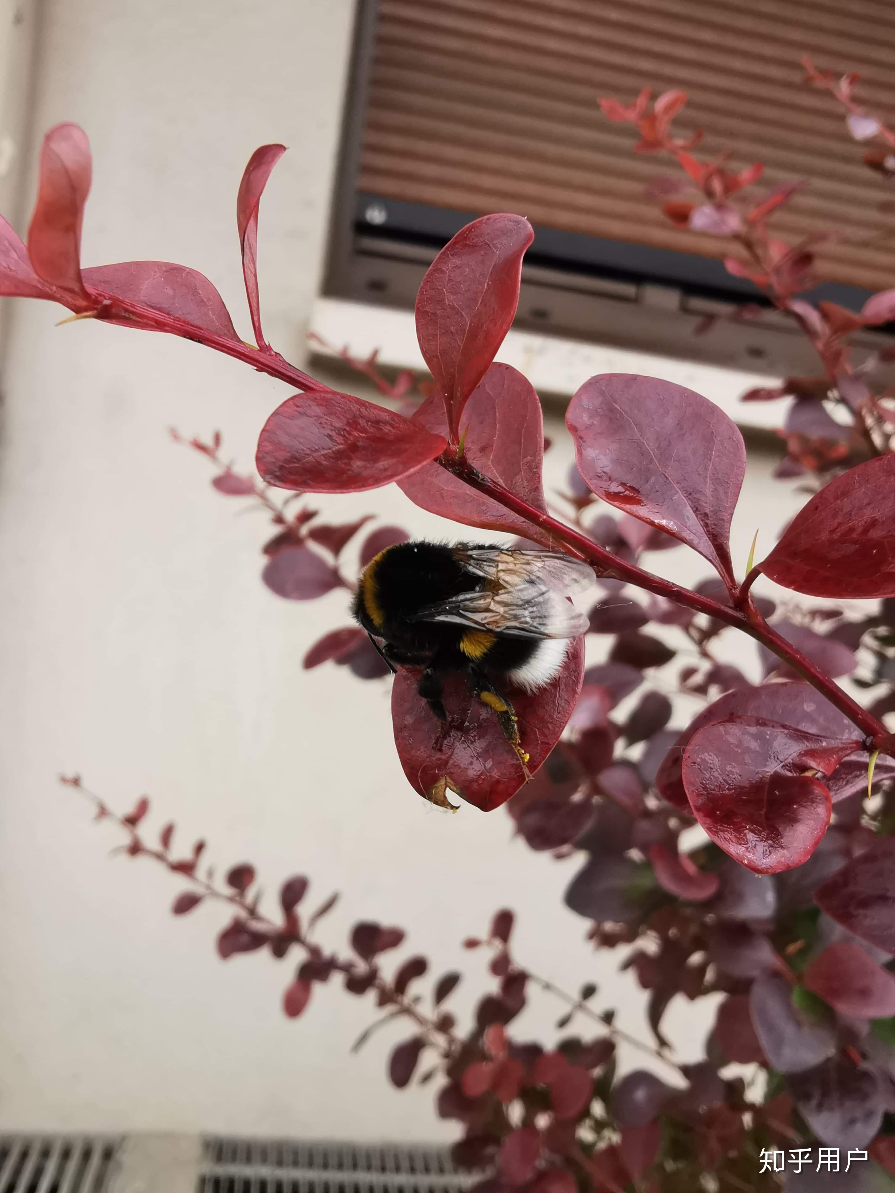 世间上有很肥的蜜蜂么