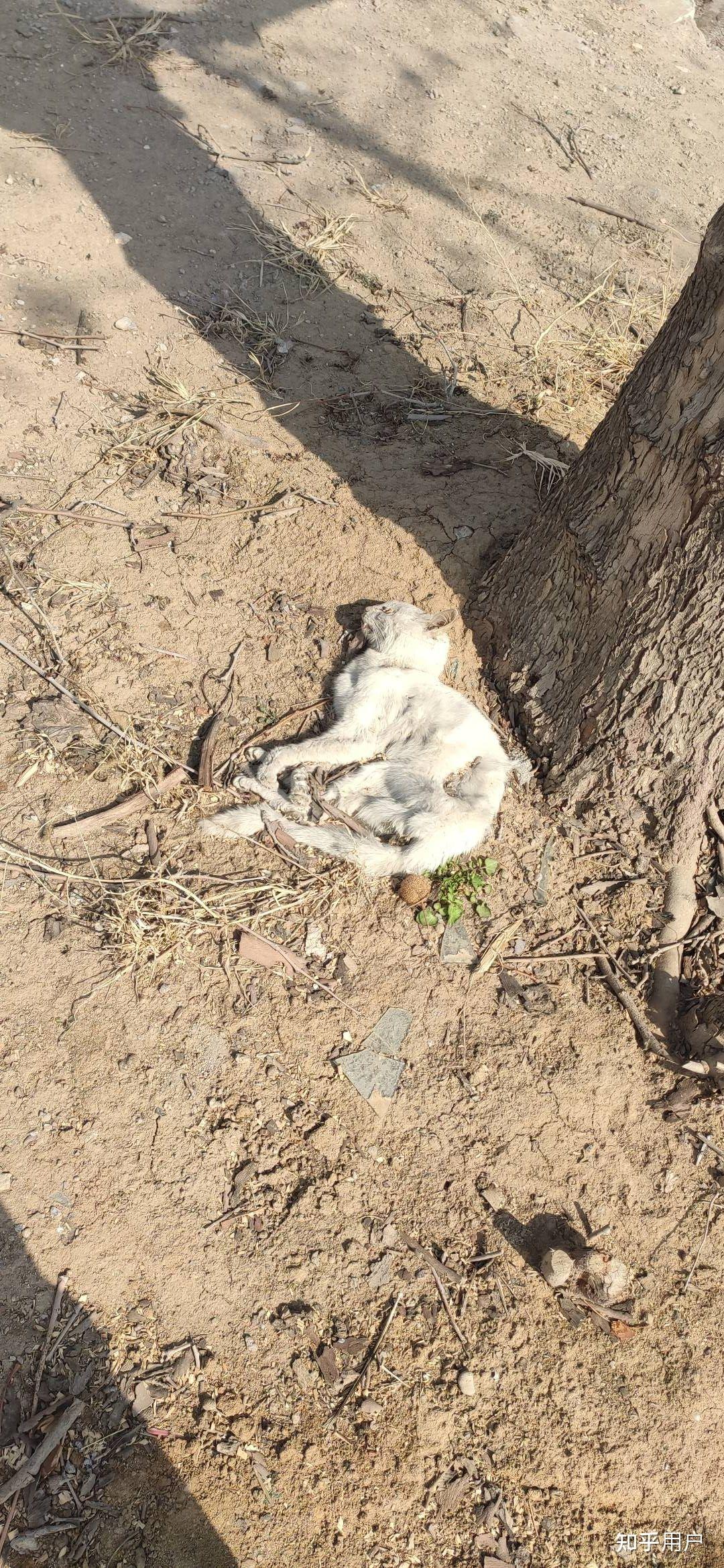 流浪猫冬天会被冻死吗? - 知乎