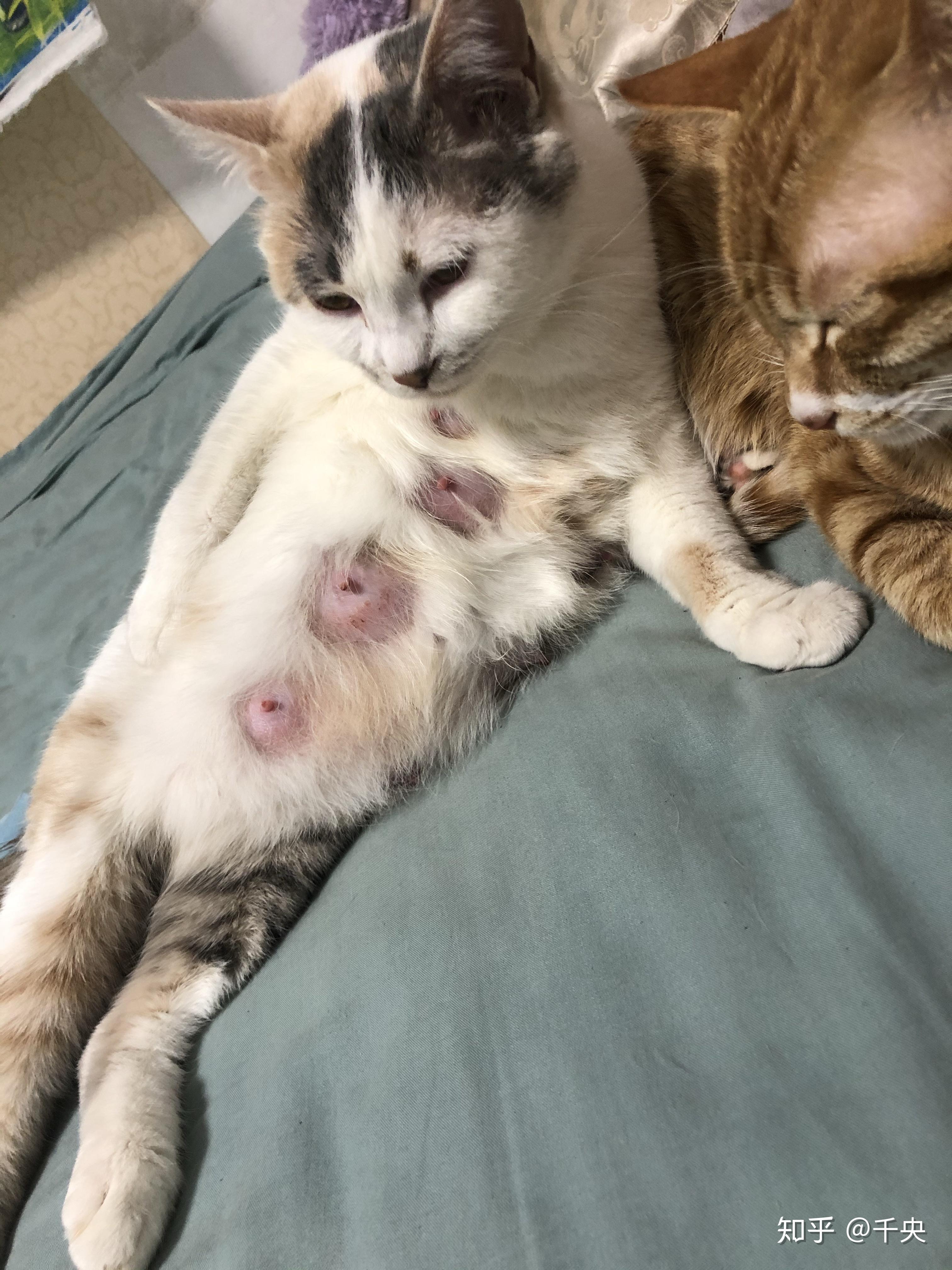 猫哺乳后奶头附近掉了一圈毛,这样正常吗? - 知乎