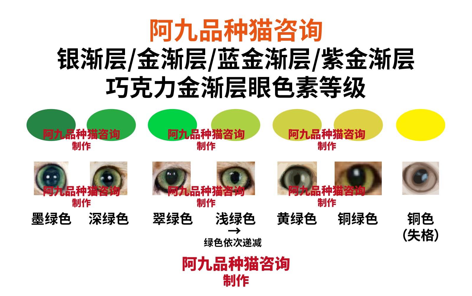 这个蓝金渐层品相如何? - 知乎