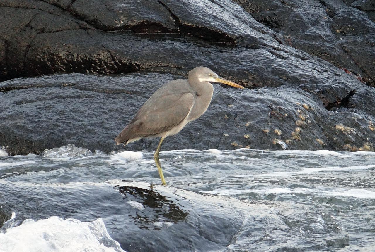 白鹭湾别墅区在哪里
