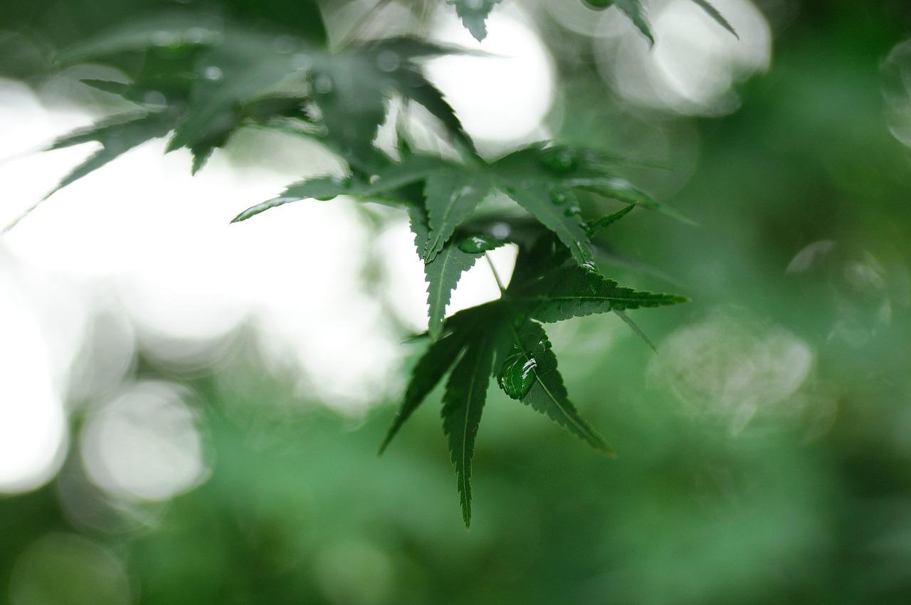 蚂蚁树叶的友谊