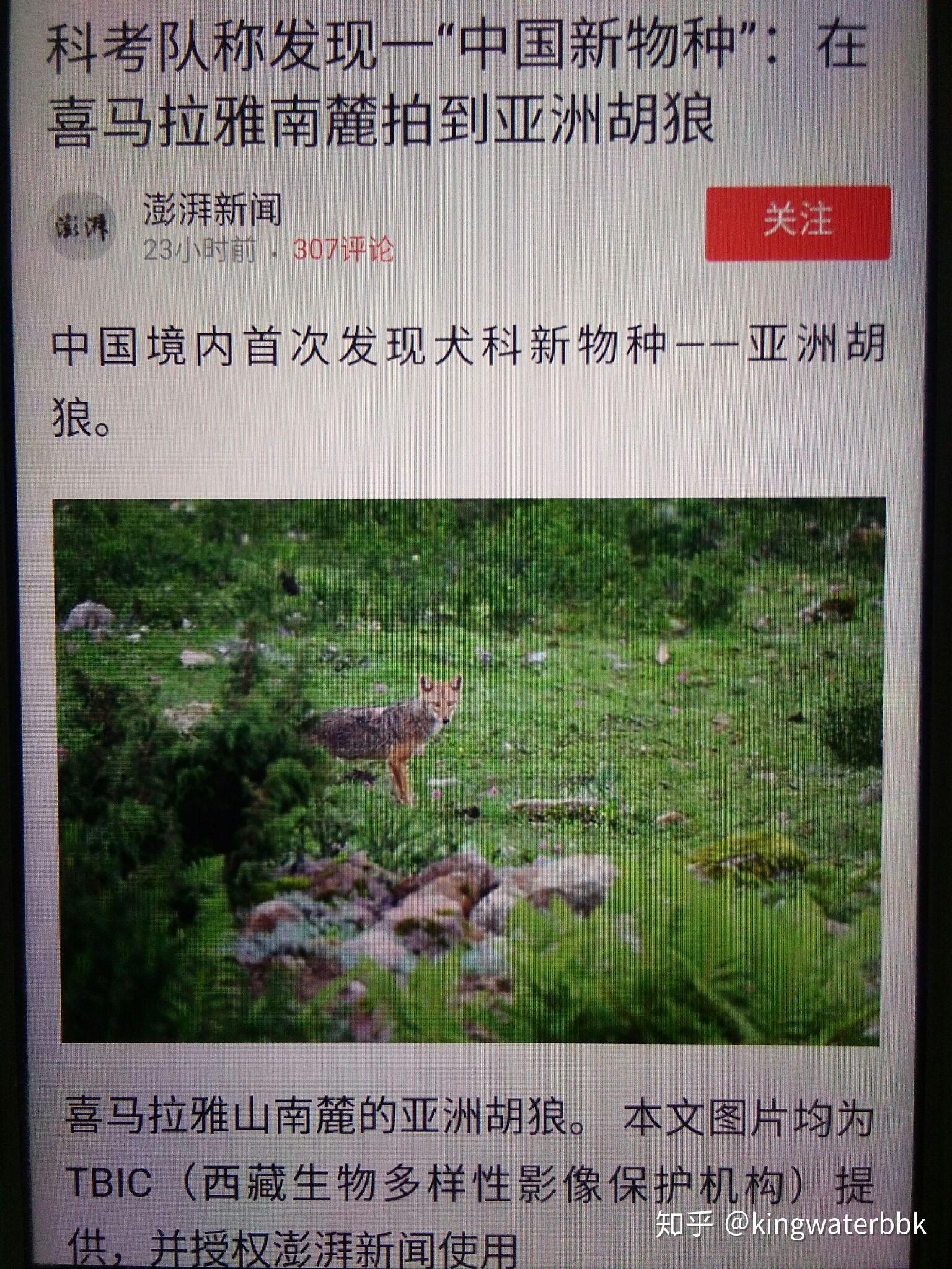 我国首次发现亚洲胡狼(犬类新物种),这意味着什么? - 知乎