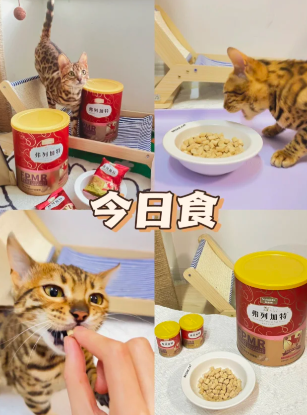 幼猫期间,如何为猫咪准备均衡的饮食? - 知乎