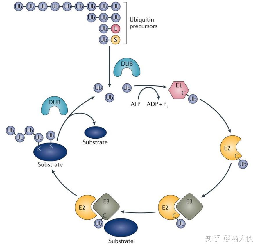 如何通俗地解釋泛素化