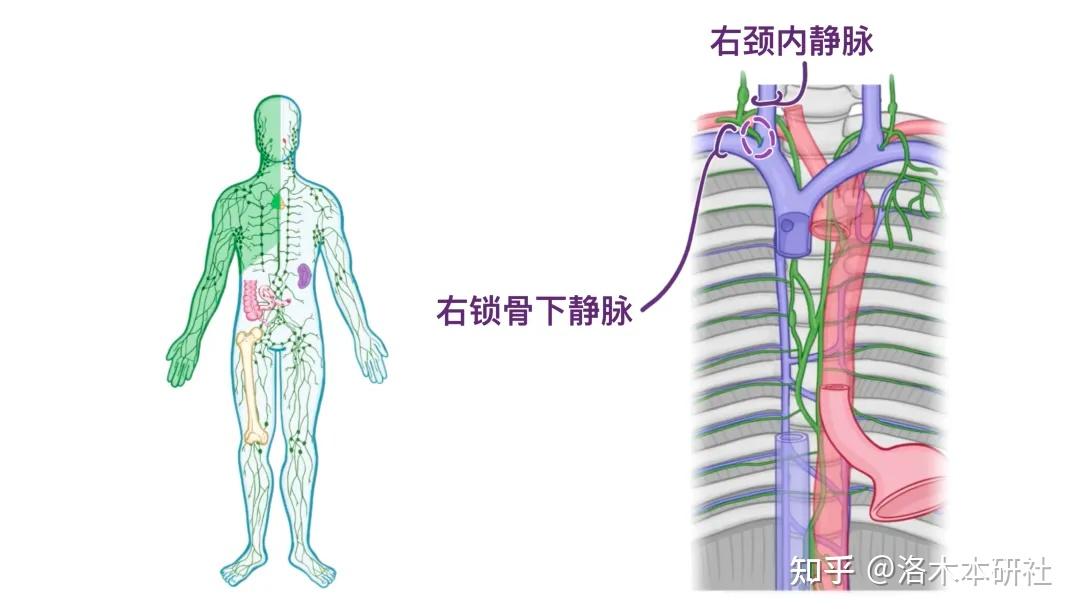 人体解剖学基础——淋巴系统篇 - 知乎