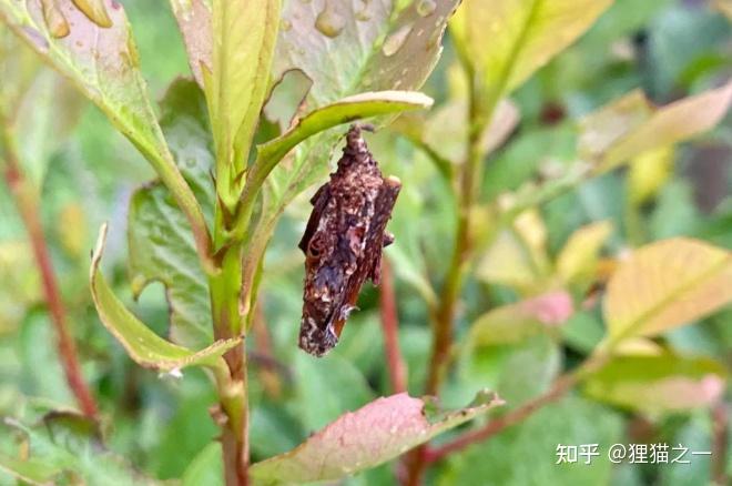 男子发现诡异小虫,身体像树枝,头能缩起来?老百姓称其为“吊死鬼”,网友:30年没见了! - 知乎