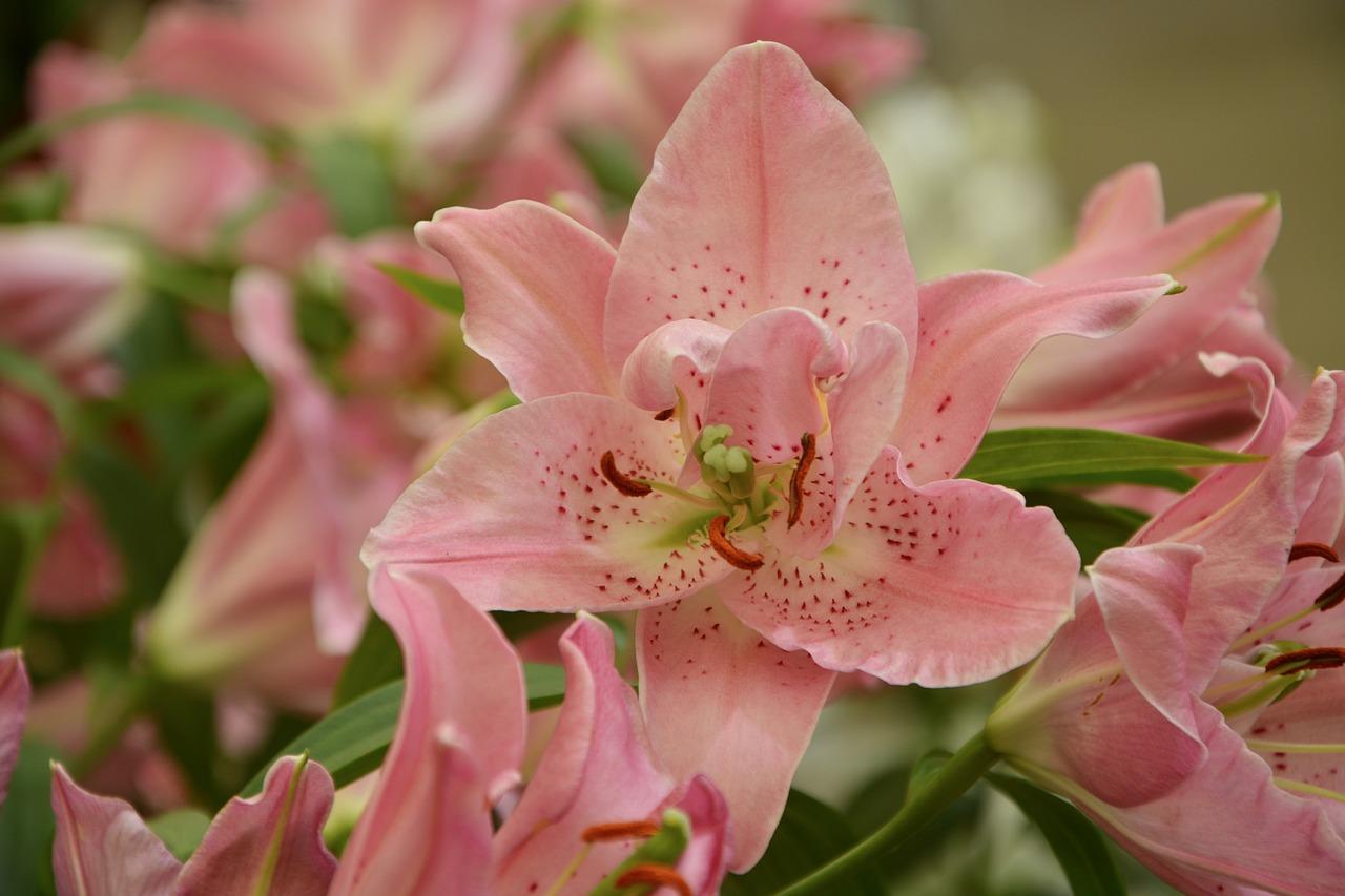 吉祥花朵是什么