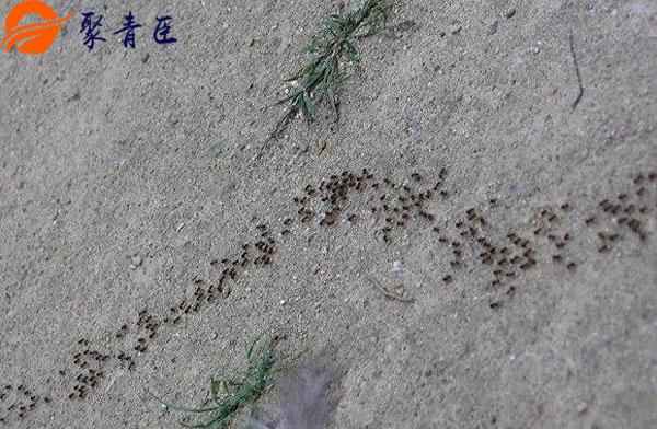 蚂蚁搬家蛇过道,大雨即将要来到