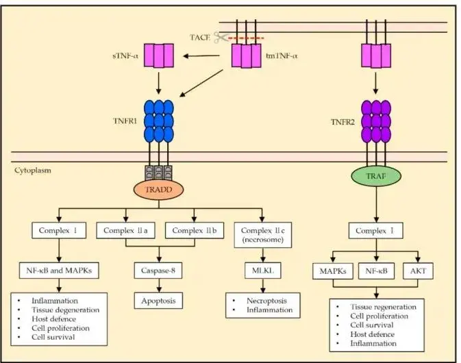 Tnf Layout 致敬TNF,自身免疫病中的基石药物 - 知乎