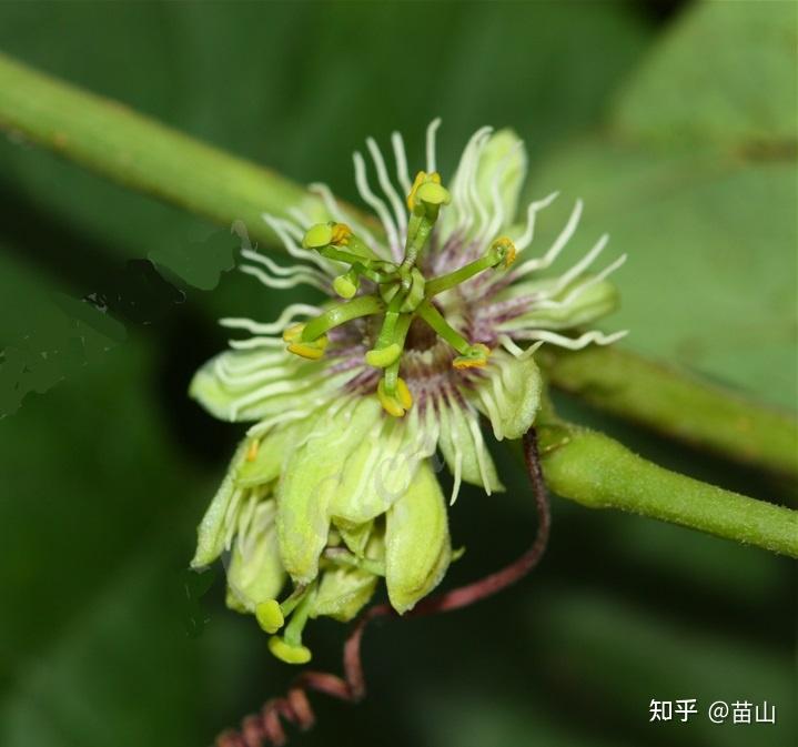 刺角芽与羊蹄草的区别