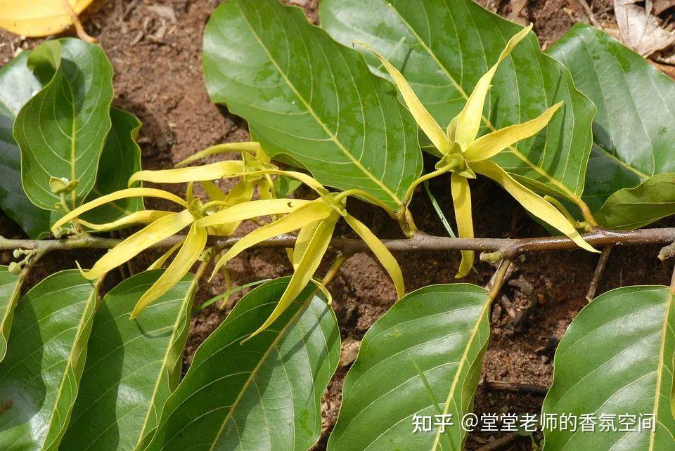 依兰精油有什么作用？ - 知乎