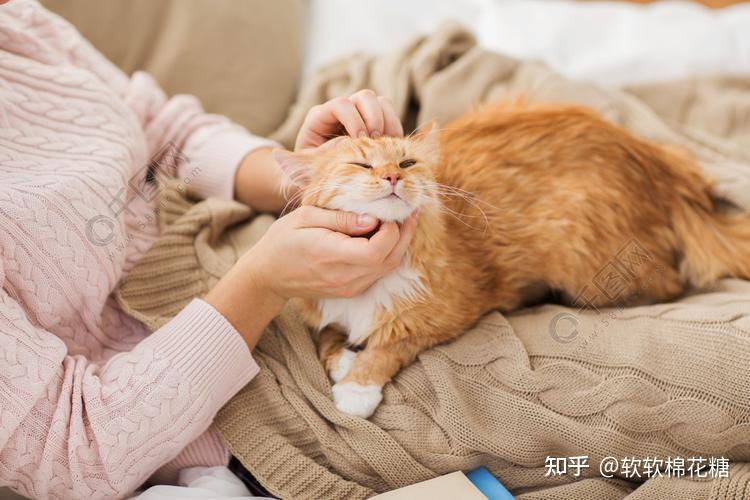 长期养猫的人,都会有这7个“共同特征”,根本藏不住 - 知乎