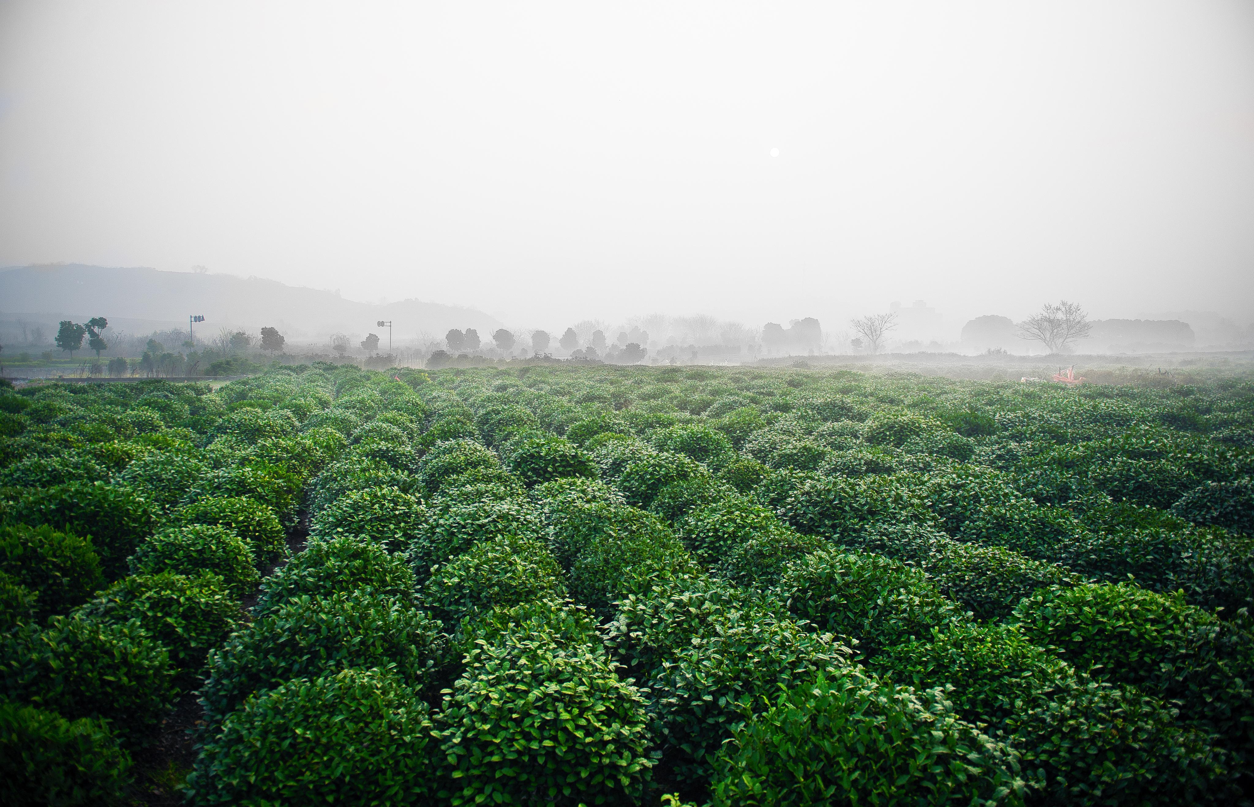 高山茶平地茶台地茶等怎么区分