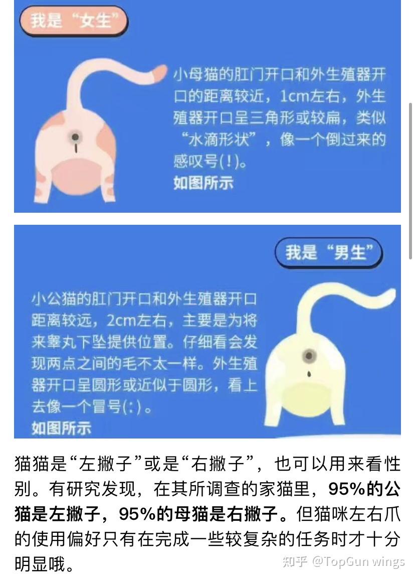 公母猫区分图片