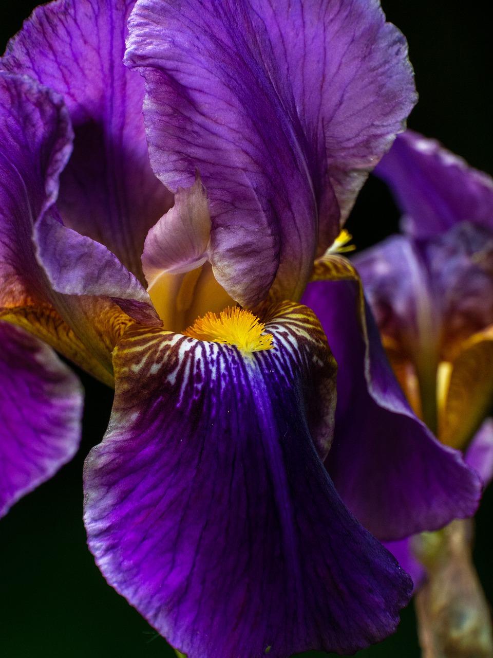 嗓子里面卡鱼刺怎么办