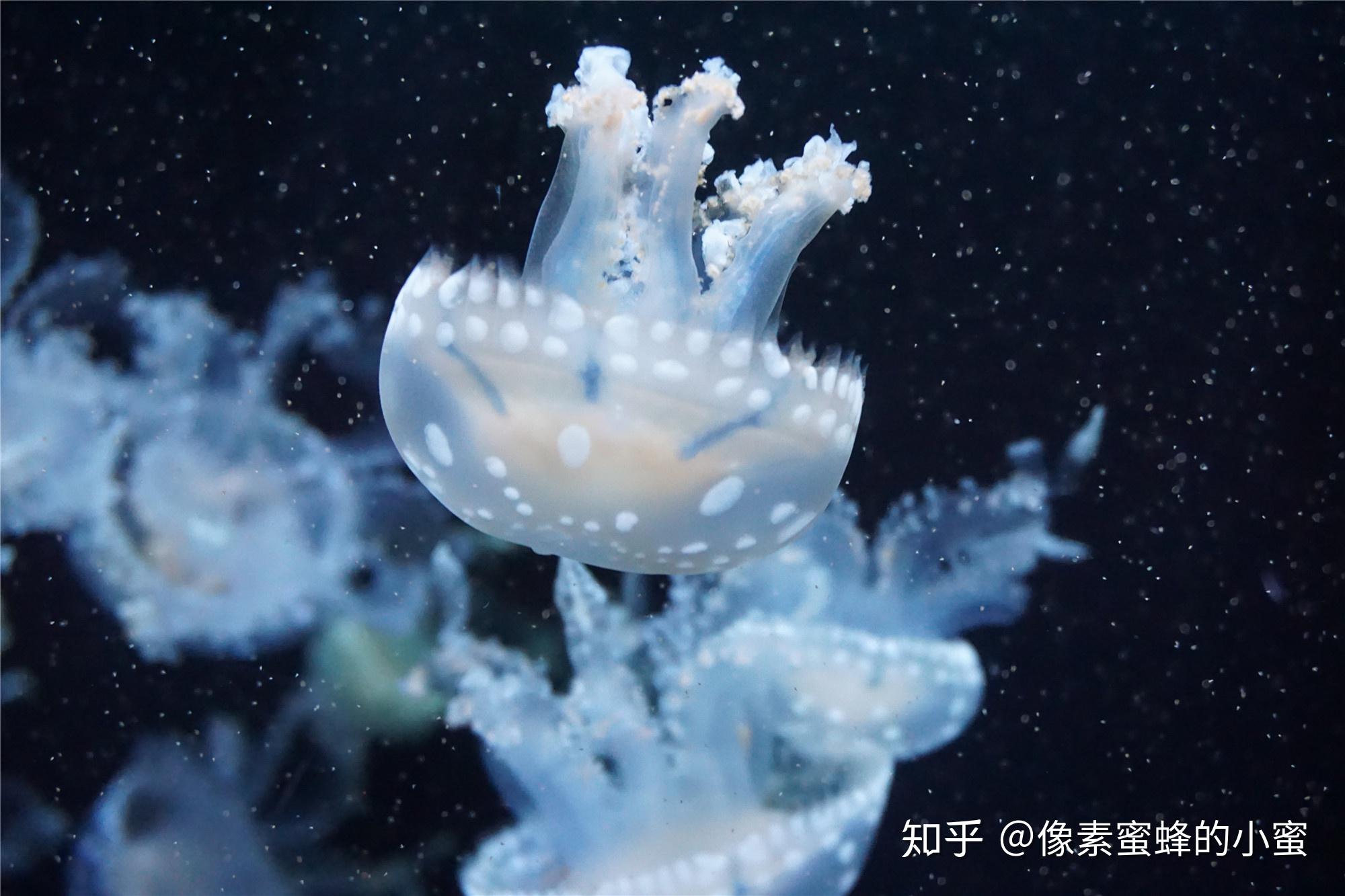 有哪些美得令人震撼的生物