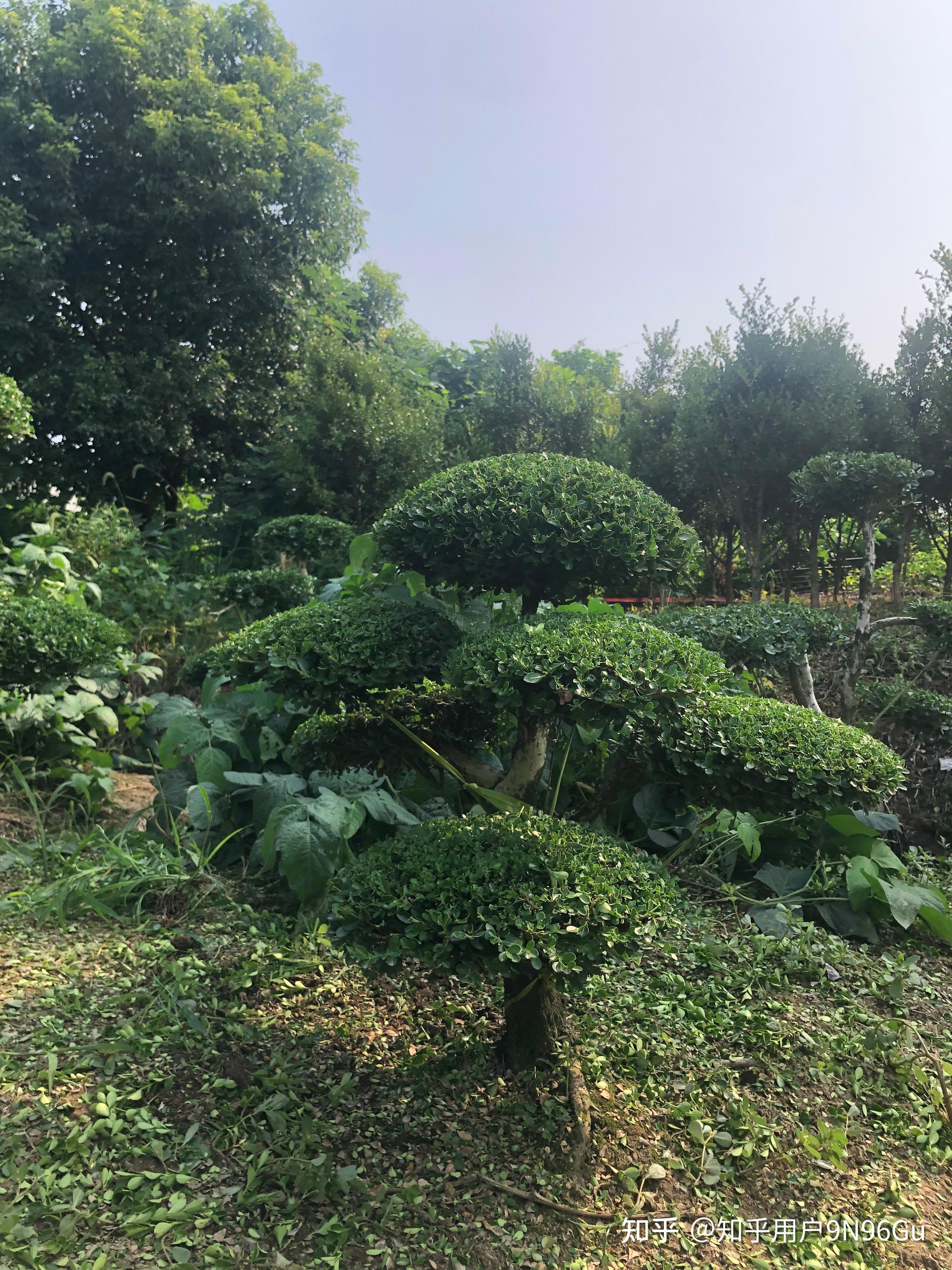 什么是黄杨树？ - 知乎