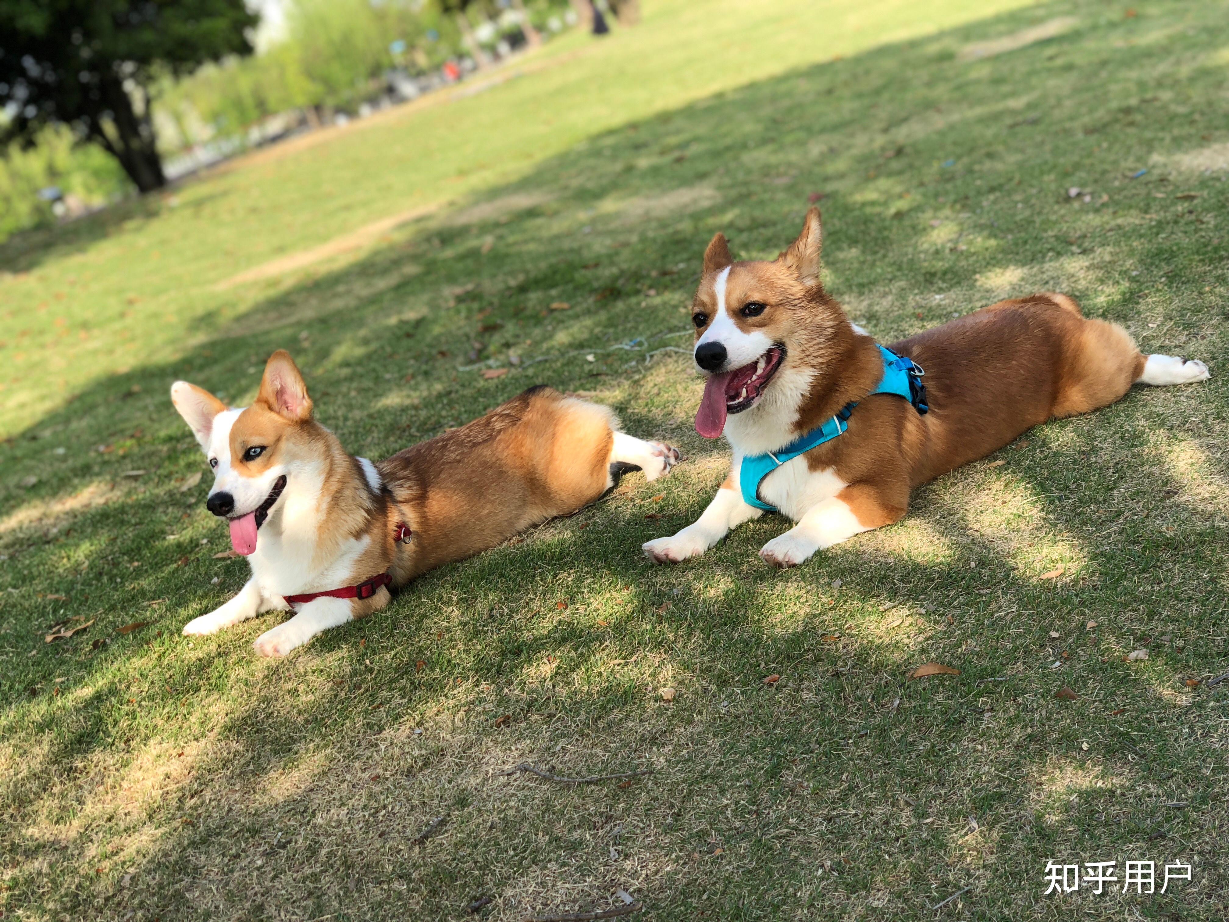 遛狗把狗遛累是一种什么体验? - 知乎