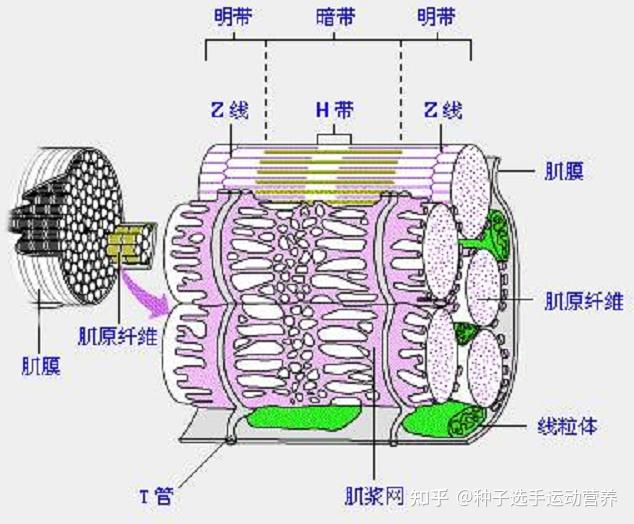 明带暗带简单图解图片