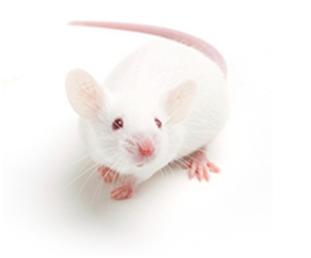 BALB/c小鼠 - 知乎