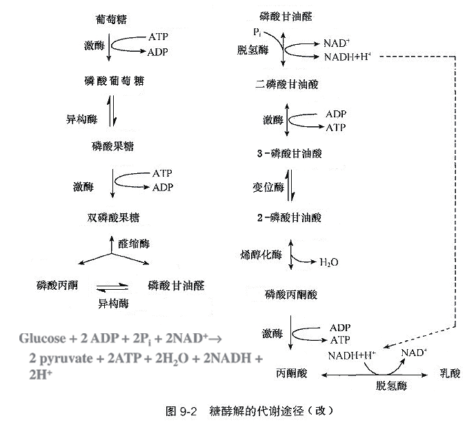 有氧呼吸和無氧呼吸產生的還原性氫分別是什麼? - 知乎