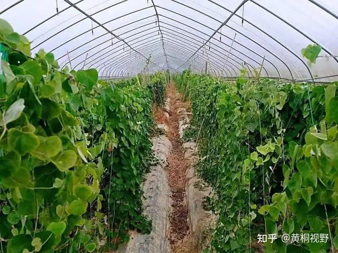 种植什么每亩能赚5万元(种植什么每亩能赚5万元以上)