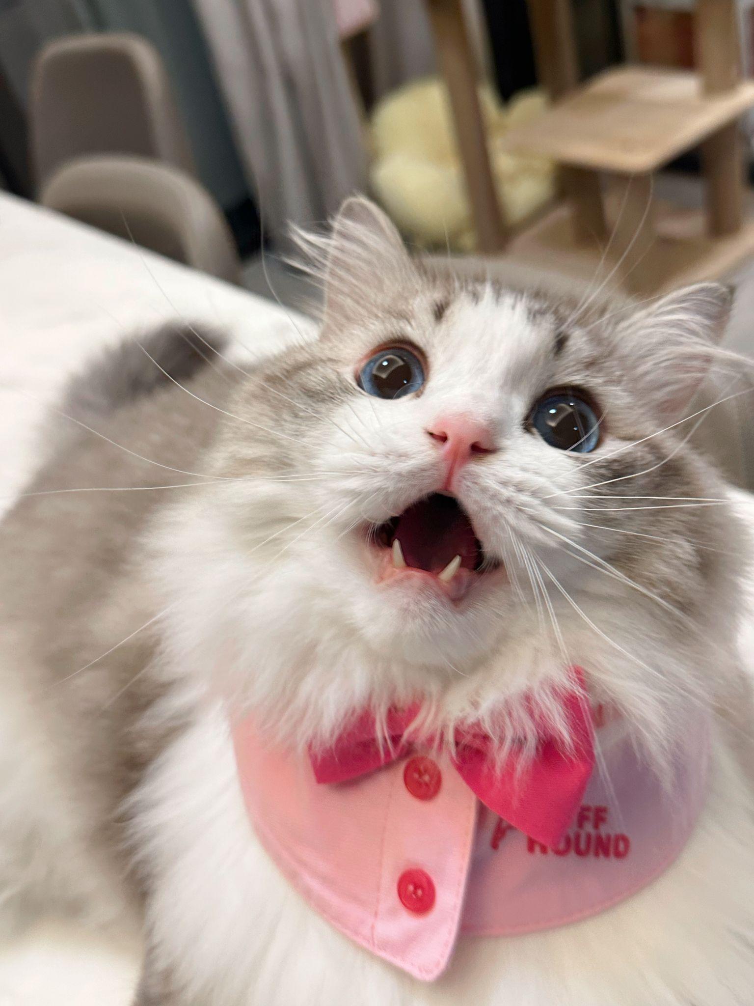 有没有什么可爱猫猫图能分享一下? - 知乎