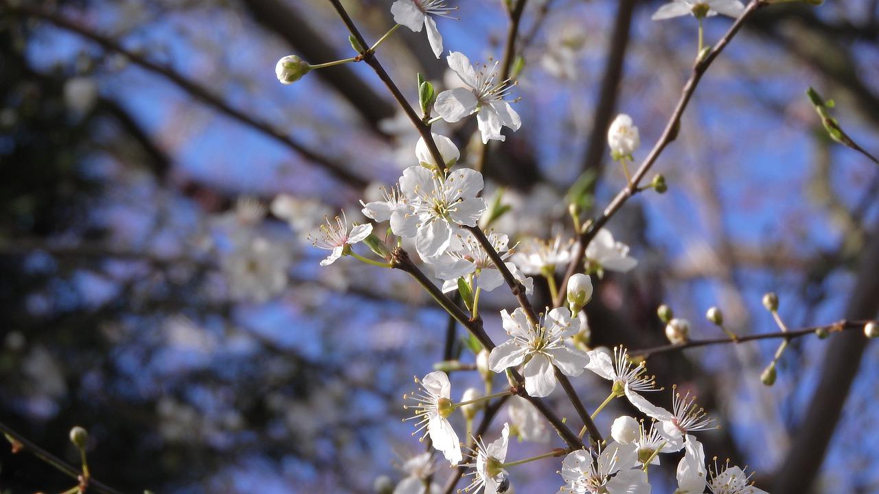3. 树木品种花色艳