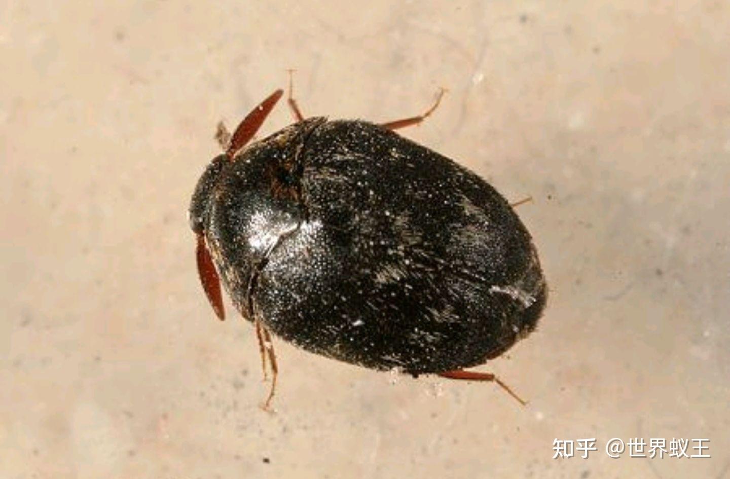 这种床上红色的小虫子是什么?