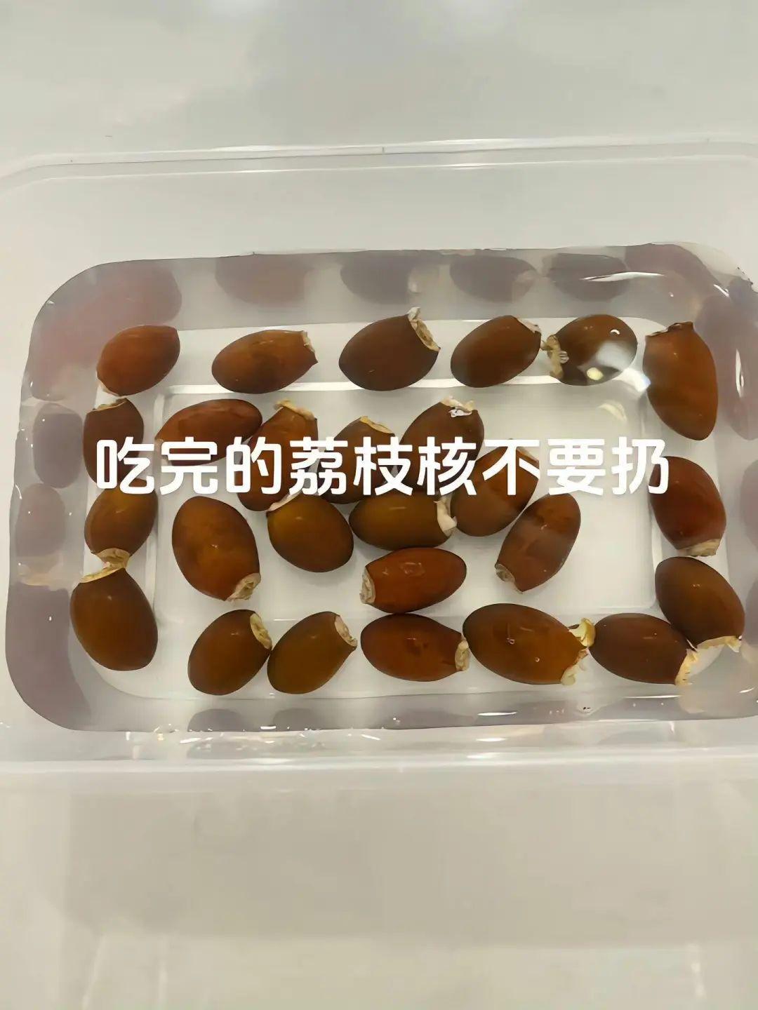 吃完剩下的“荔枝核”是怎么养成“粉色盆栽”的？ - 知乎