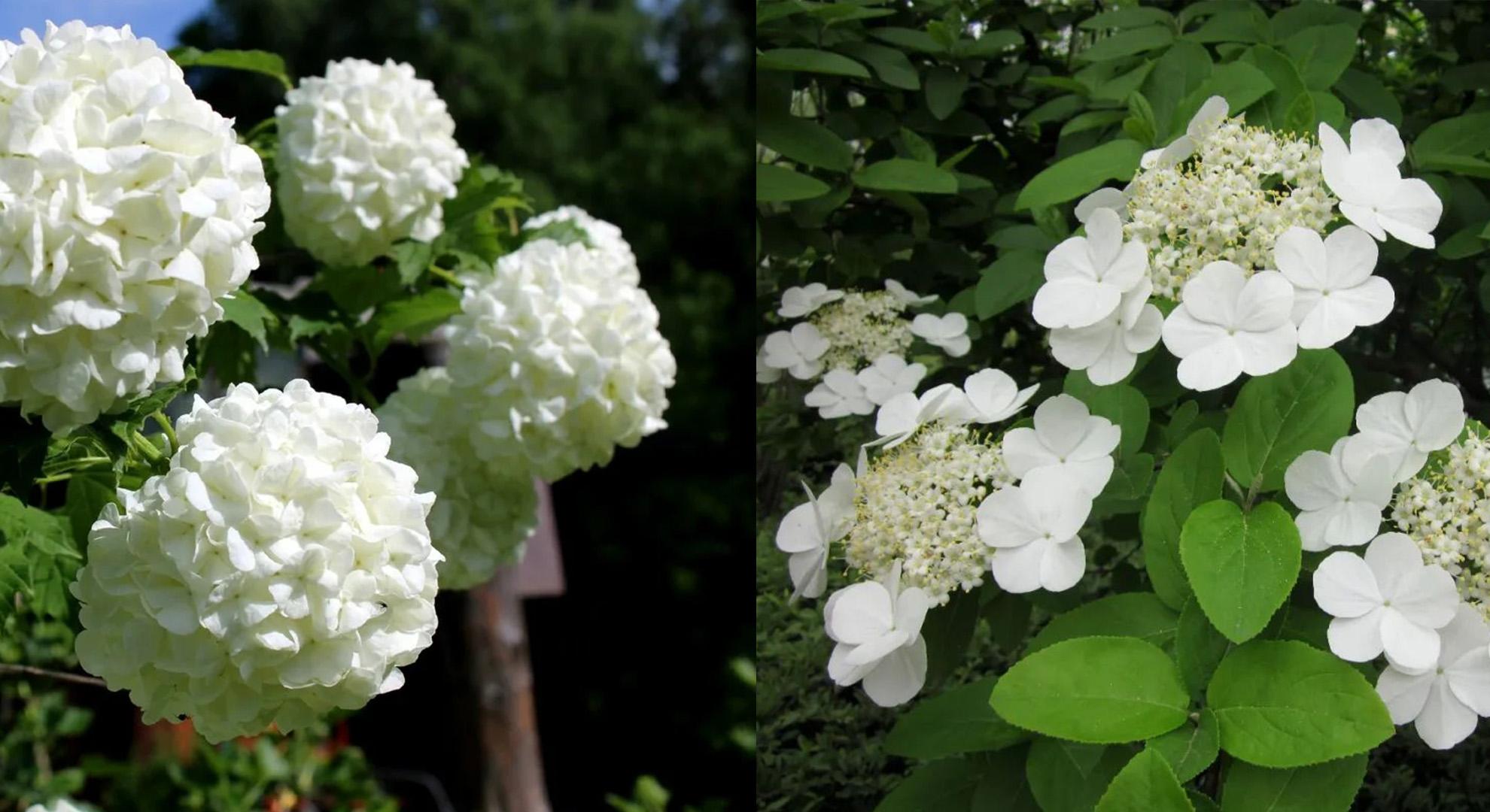 中国 算木花入　f2250224 适合种庭院里的木绣球，开花壮观，容易打理，不容错过- 知乎