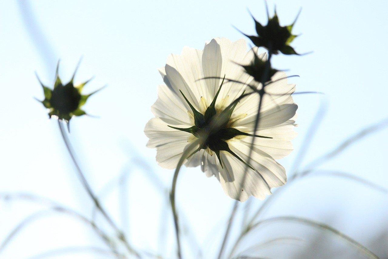 格桑花种子什么时候种