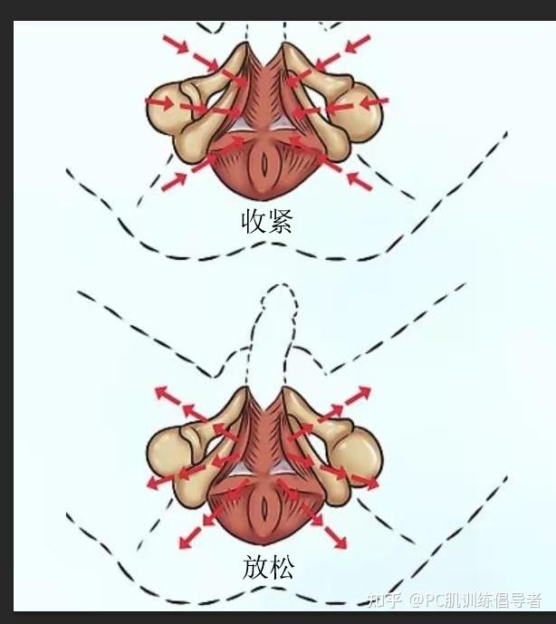 锻炼pc肌真的有用么有相关科学依据么