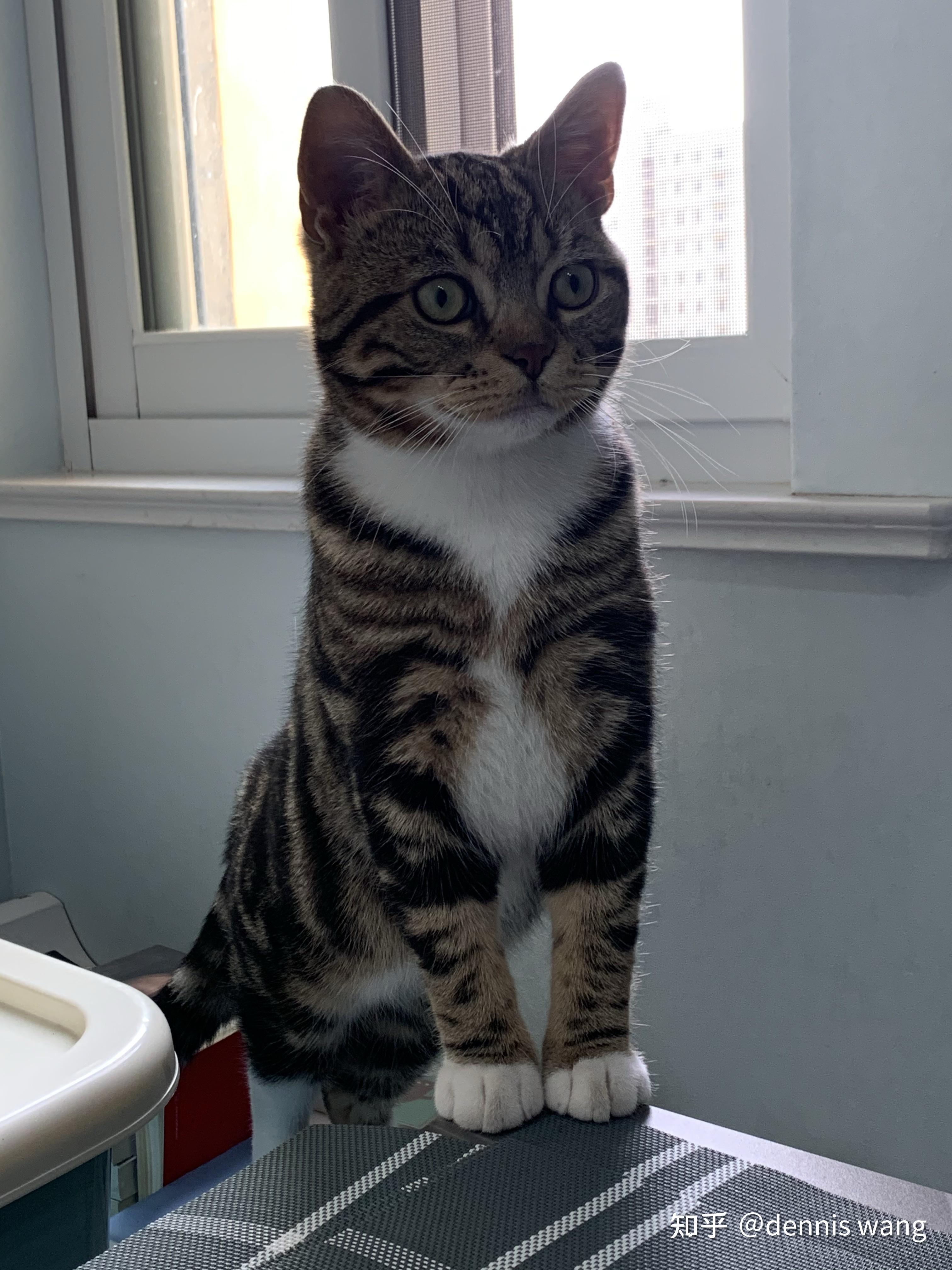 狸花猫怎么样,好养吗? - 知乎