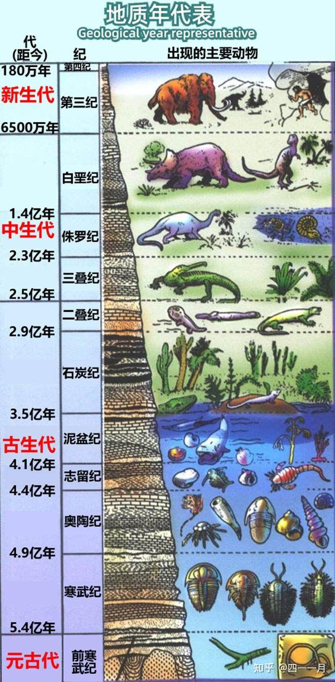 《古生物地史学》课程一/恐龙化石——大同/地大博物馆化石标本/二叠末生物大灭绝 - 知乎