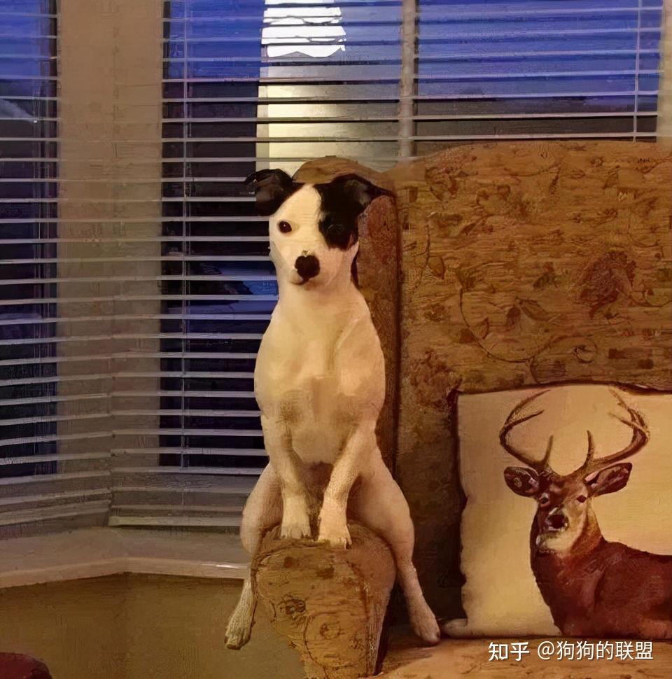 狗狗“奇葩行为”大盘点!笑不活了,这是谁家的傻狗? - 知乎