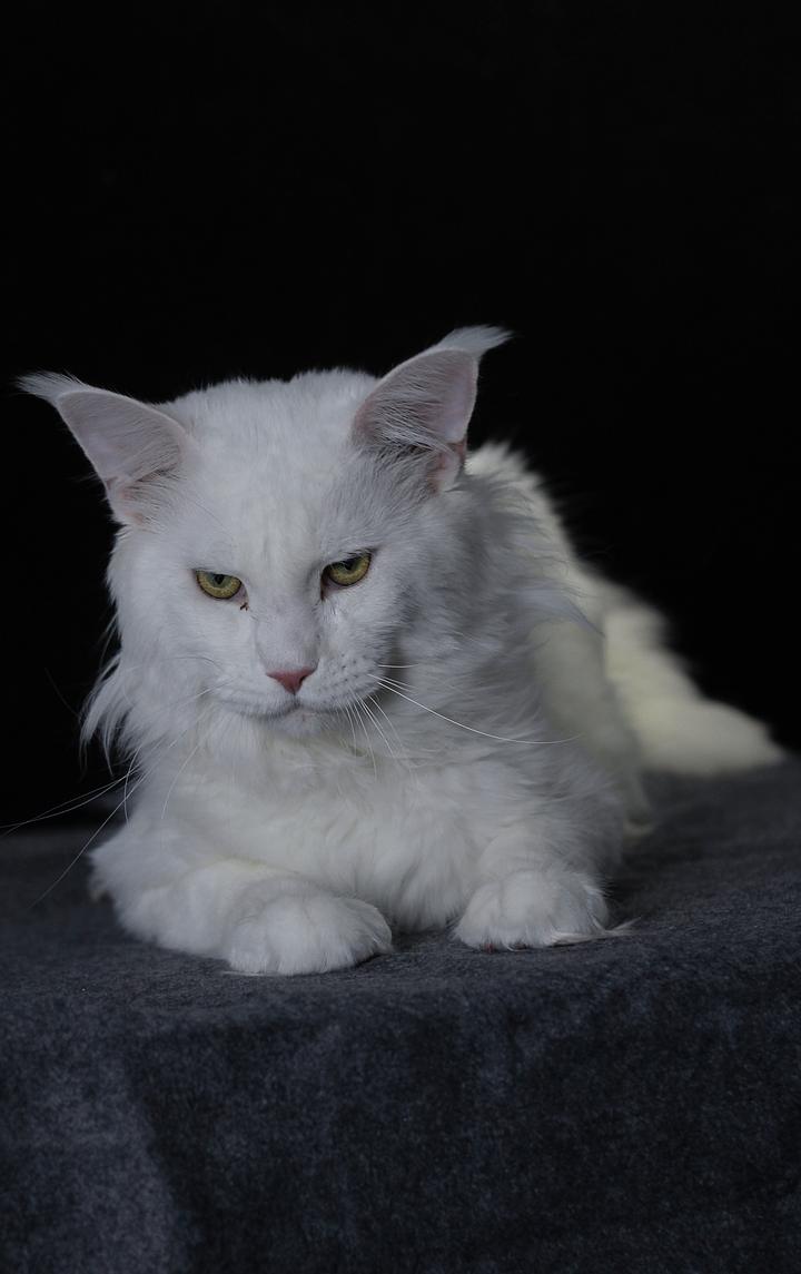 纯白色缅因猫好养吗