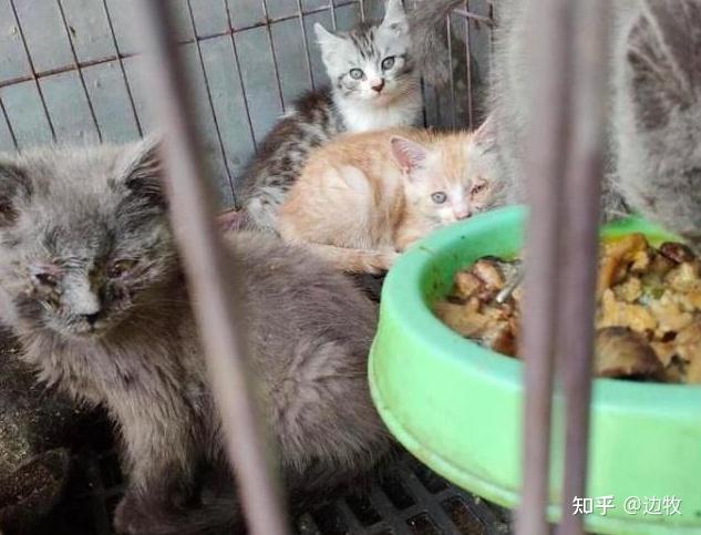 猫但也可以做到很廉价,我就认识宠物店老板从猫场几千块批发一窝布偶