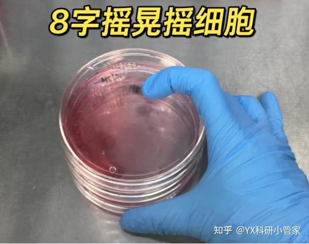贴壁细胞铺板不再翻车!超实用均匀铺板小技巧大公开 - 知乎