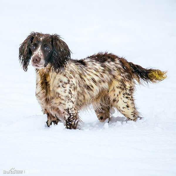 史宾格犬到底是不是按照展示型和狩猎型进行区分的