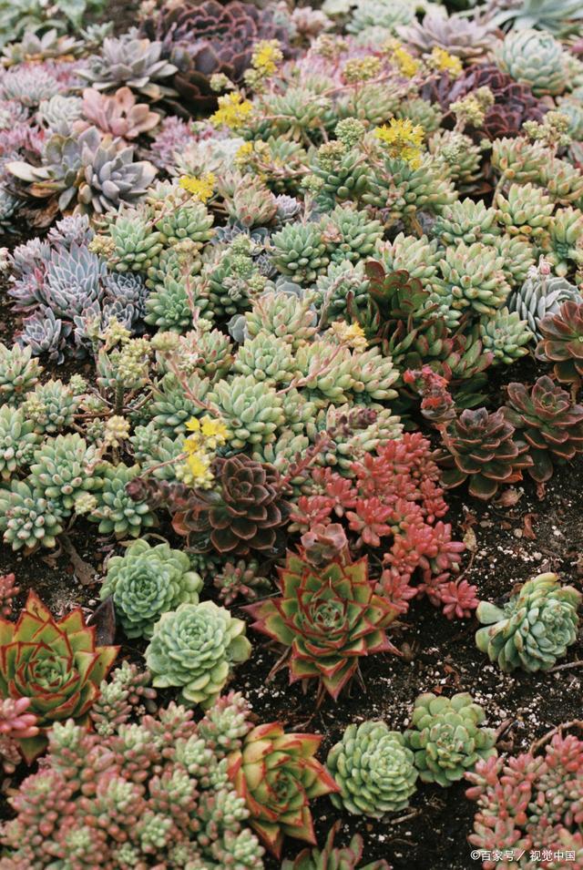 多肉用土怎么配 知乎