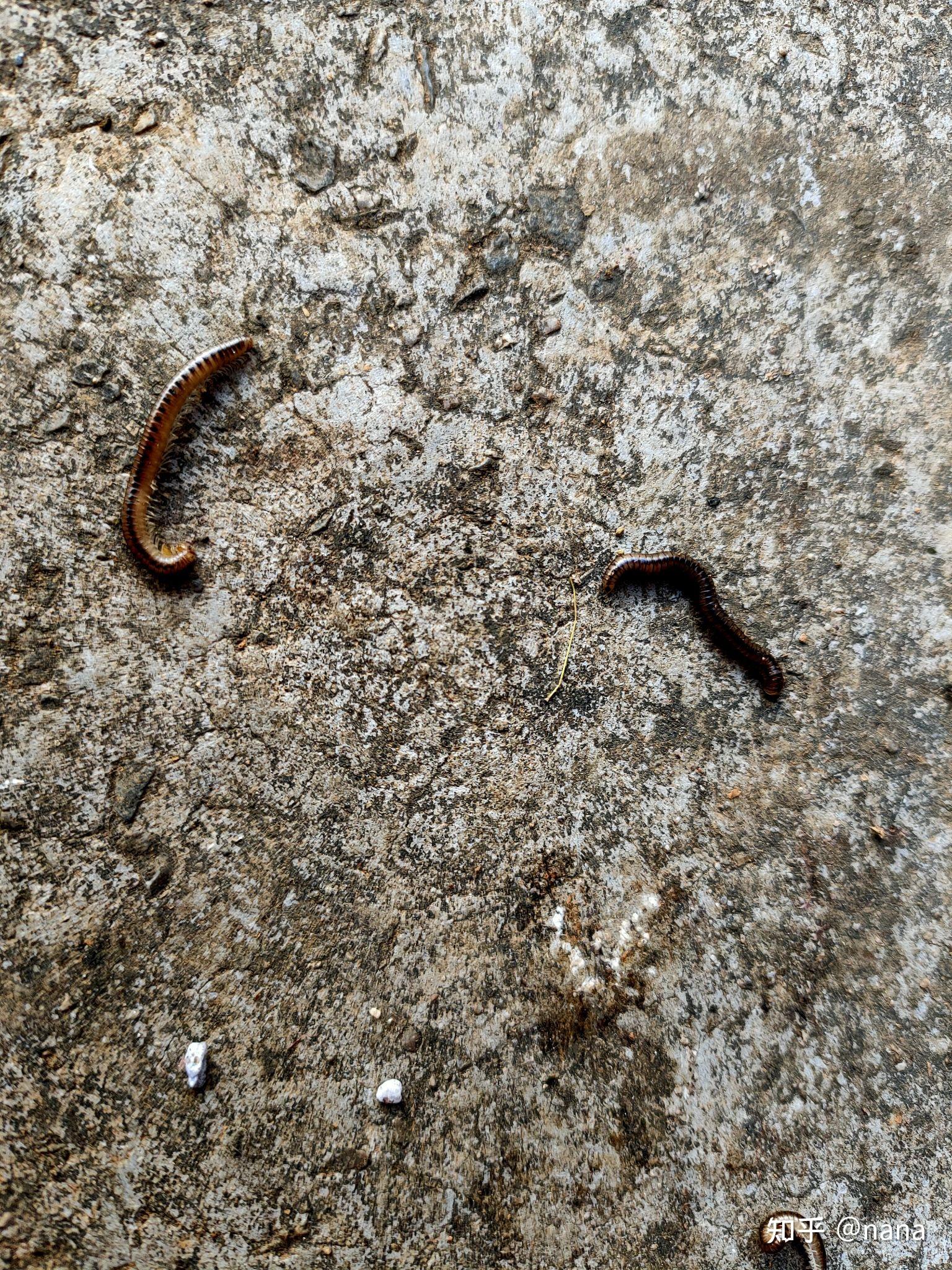 家里出现好多黑色细长条蠕动的虫子有谁知道这是什么