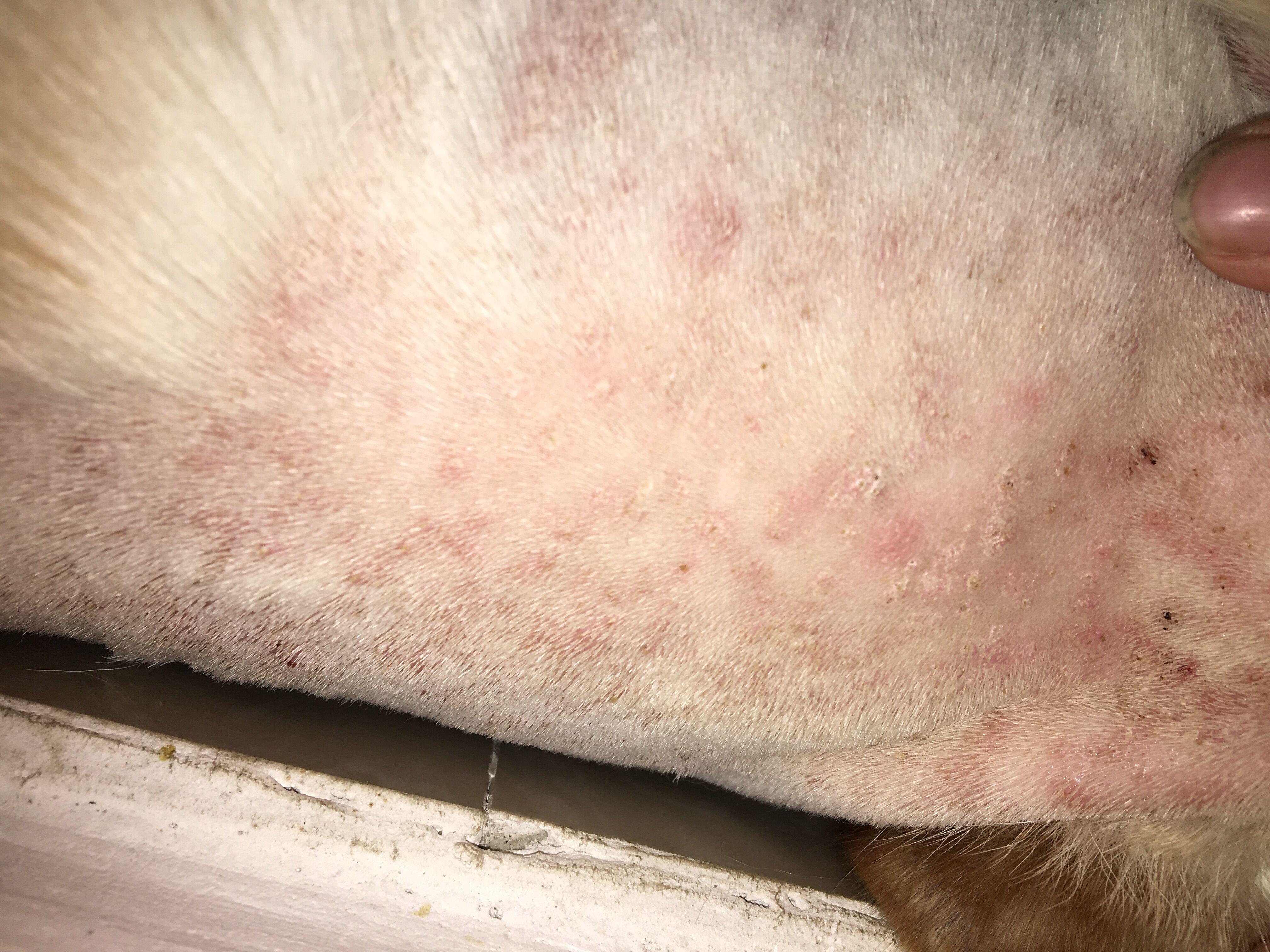 拉布拉多这是真菌还是跳蚤咬的