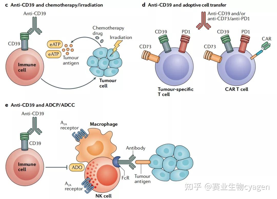 免疫治疗热门靶点CD39 - 知乎