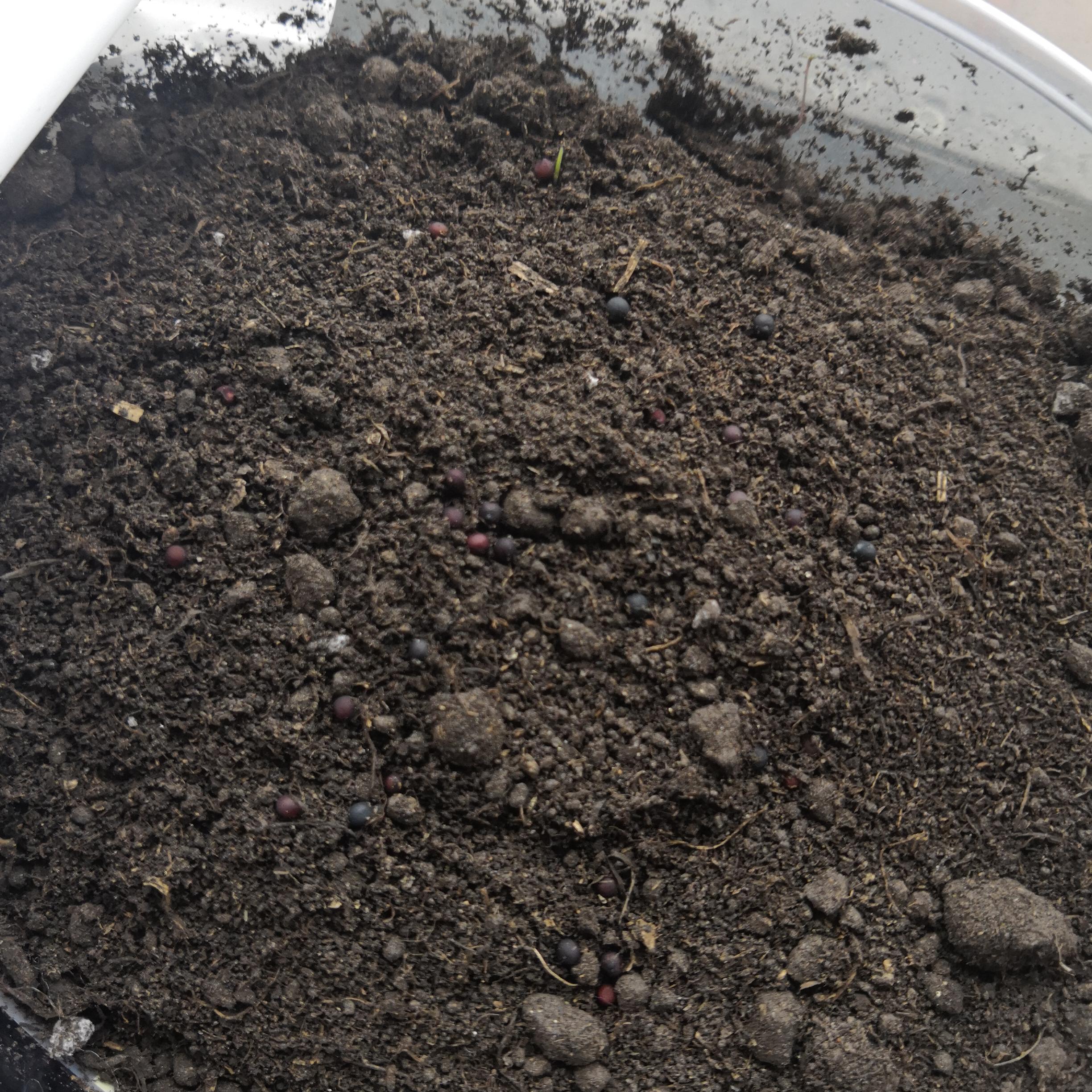 在网上买的满天星种子真的能种粗来吗