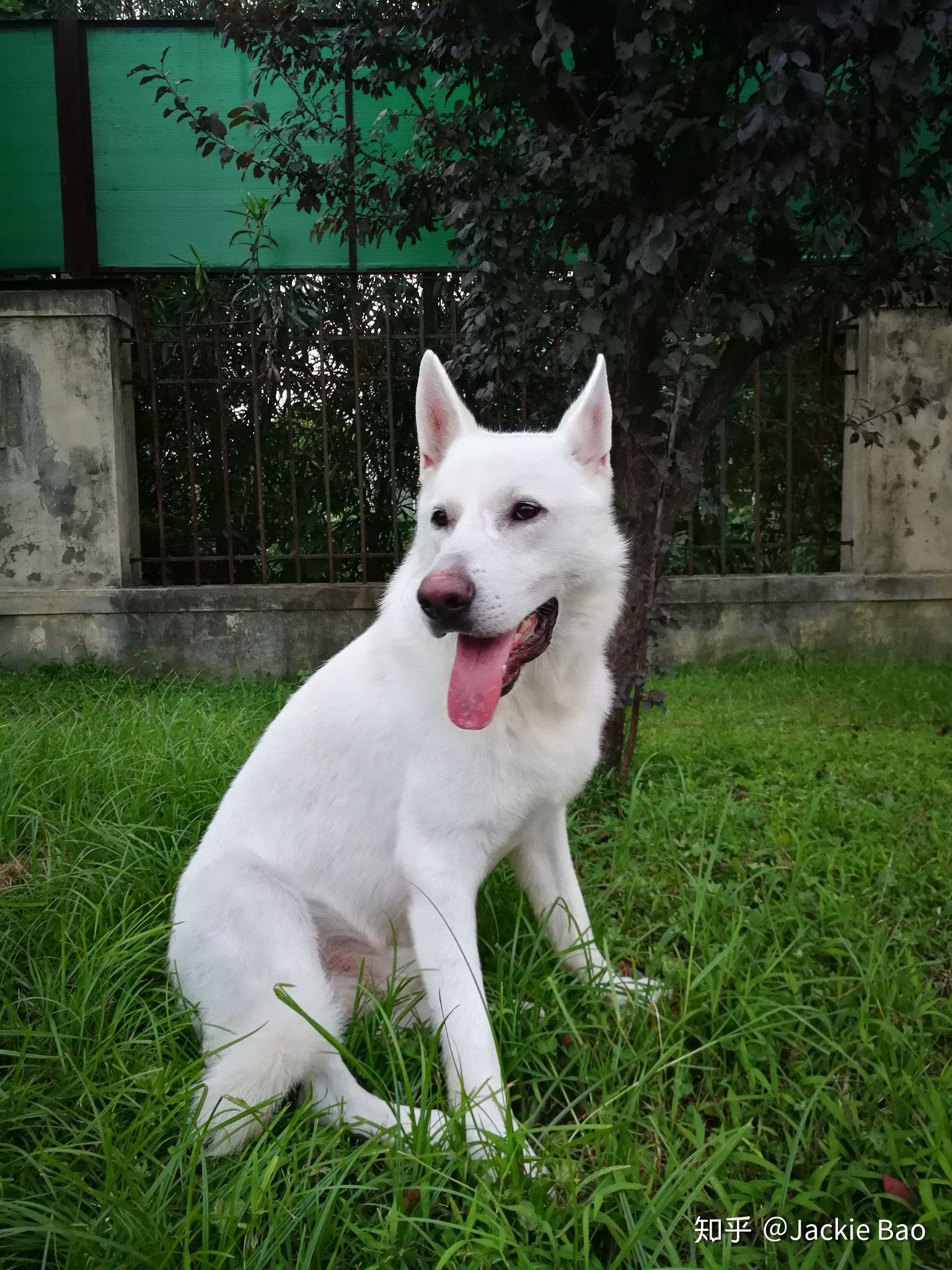 國內誰家有瑞士白色牧羊犬白德牧本人家在哈爾濱男孩兩歲因品種少見