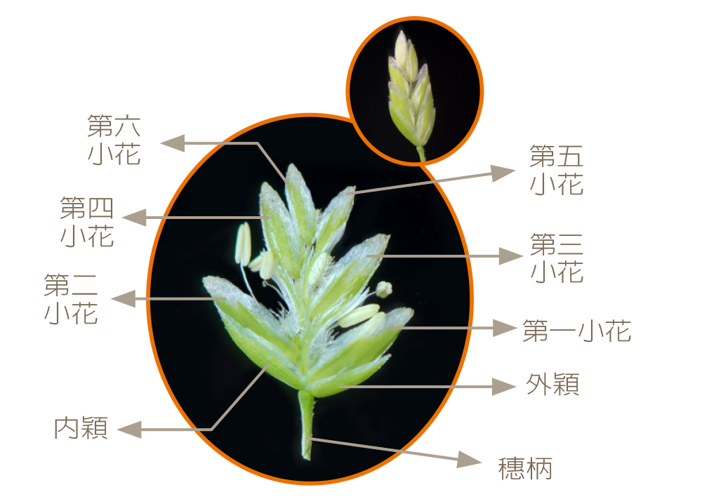 小穗是禾本科植物的花吗?