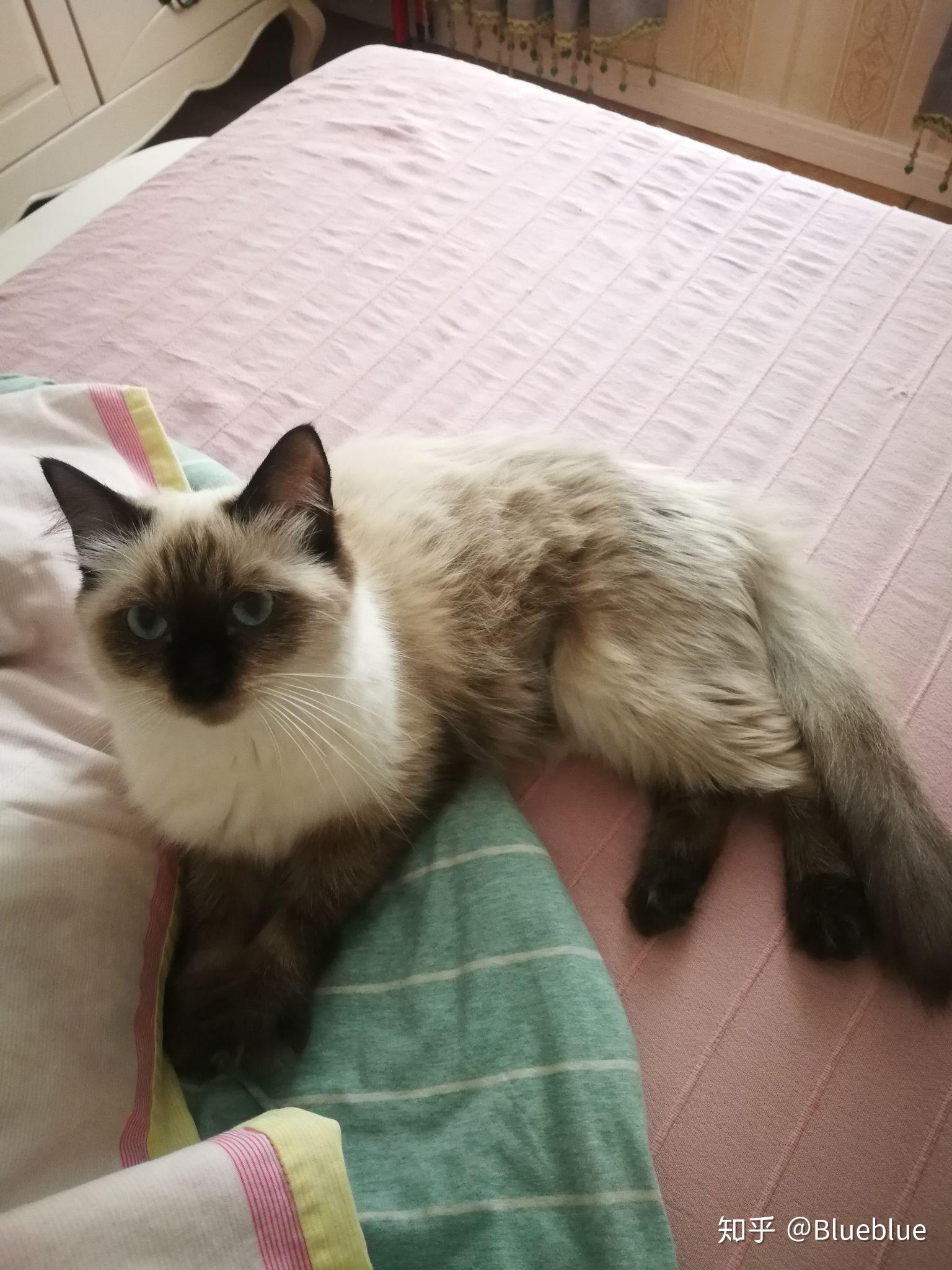 想问问养猫的铲屎官,宠物店朋友圈发的重点色布偶猫的"重点色"是什么